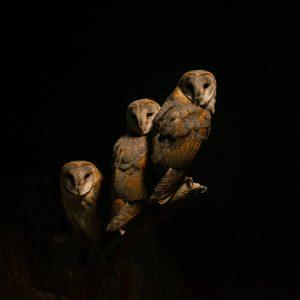 Animales nocturnos del búho