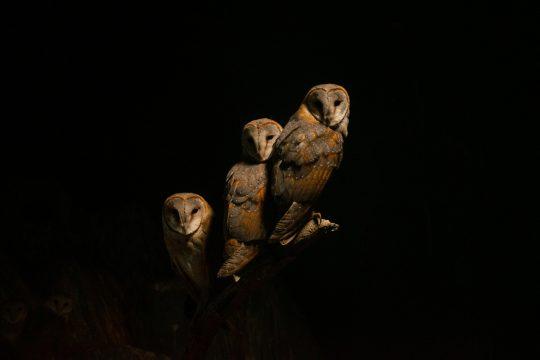 Eule Tiere nachtaktiv