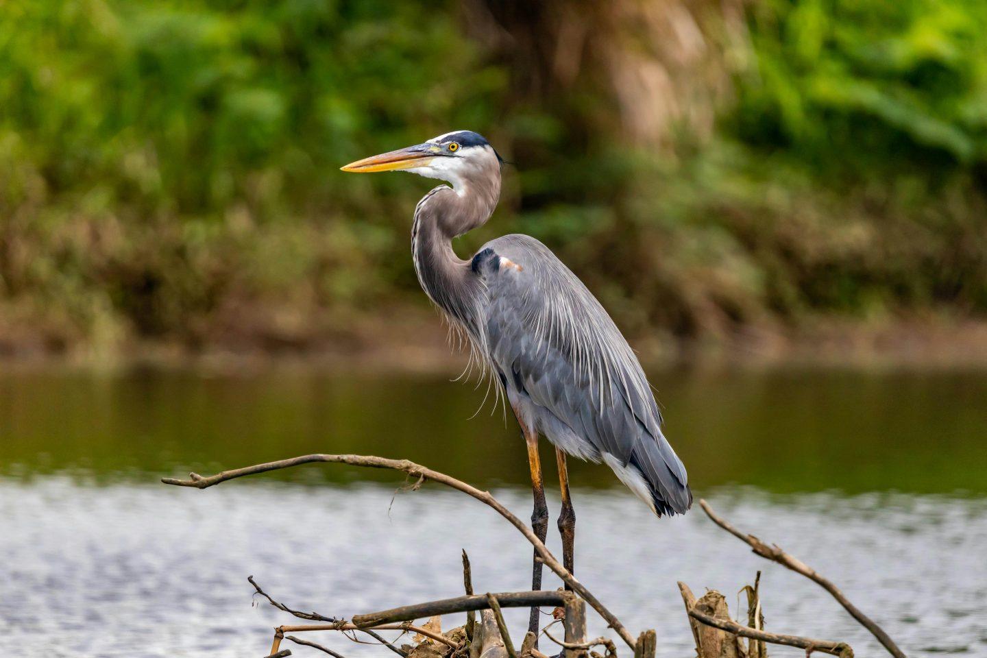 Reiher Vogel