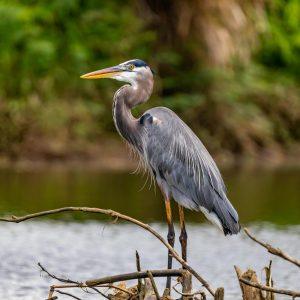 Reiher Vogel