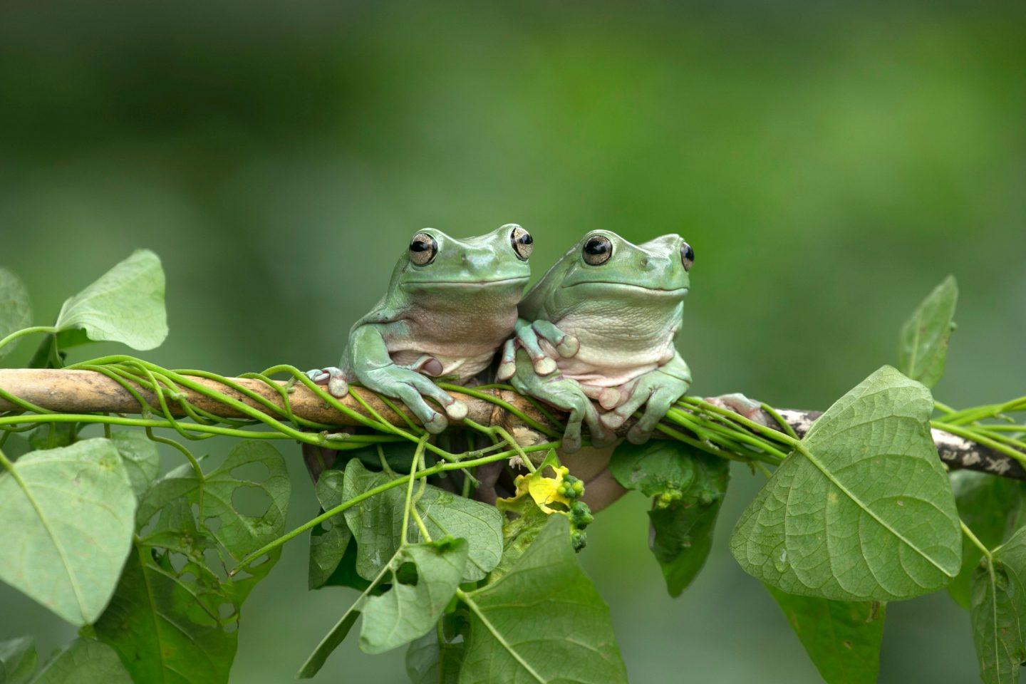 Frosch Amphibien