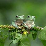 Frosch Amphibien