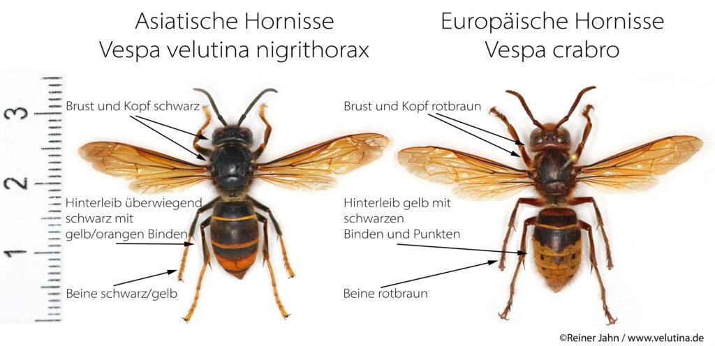 Porównanie szerszeni Źródło Reiner Jahn www.velutina.de