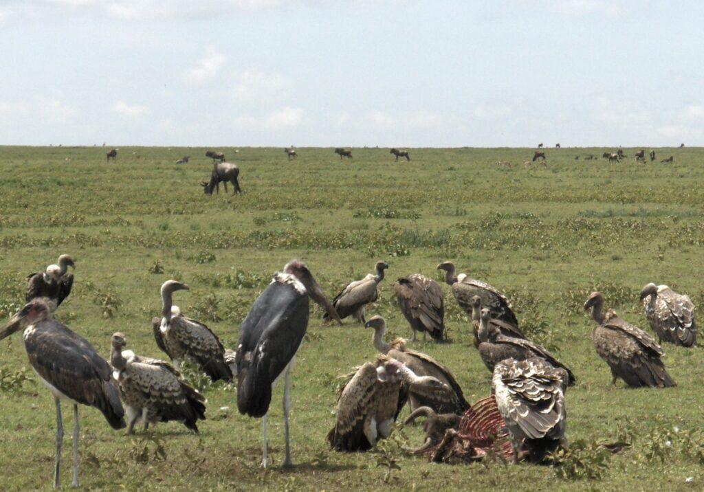 Geier und Marabu am Kadaver. Foto: Christine Hertler