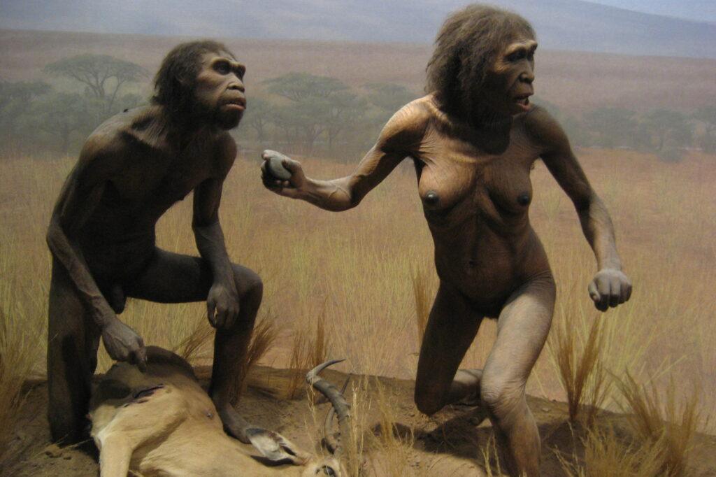 Homo ergaster ist eine ausgestorbene Art der Gattung Homo aus dem Altpleistozän (ca. 1,9 bis 1,4 Mio Jahre vor heute) © Wally Gobetz, AMNH, New York. Foto: Wally Gobetz