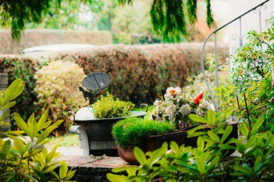 Giardino
