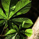 hojas de castaño de la naturaleza