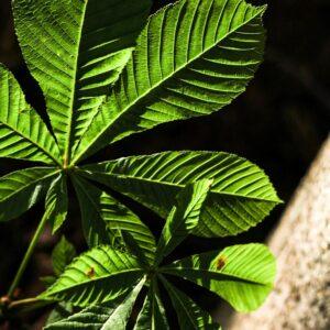 hojas de castaño de la naturaleza