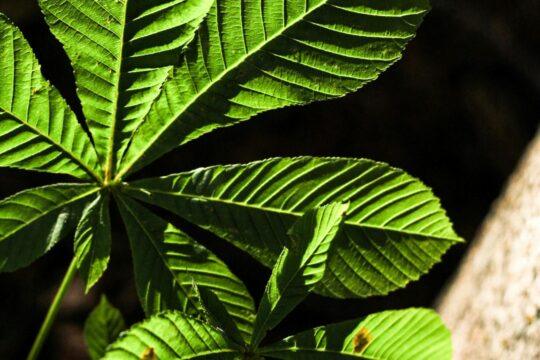 chestnut nature leaves