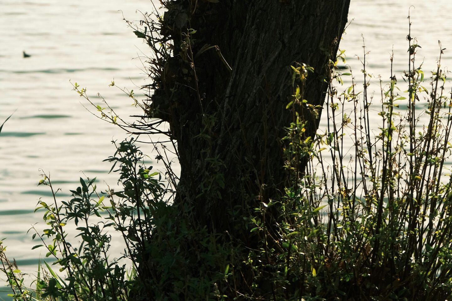 Tree Lake Shore