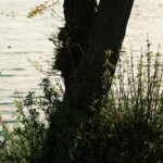 Baum See Ufer