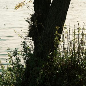 Baum See Ufer