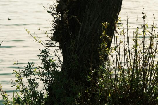 Sponda del lago Tree