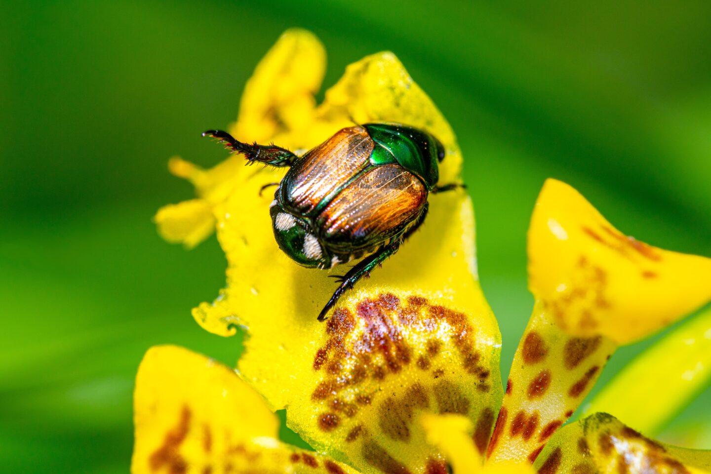 Popillia japonica Японский жук