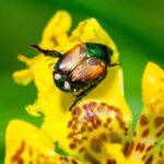 Popillia japonica Japan Käfer