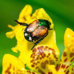Popillia japonica Escarabajo japonés