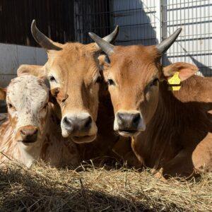 Sommer-Highlights auf der Keller Ranch