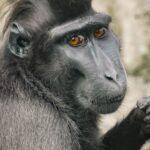 Affe Schopfmakake