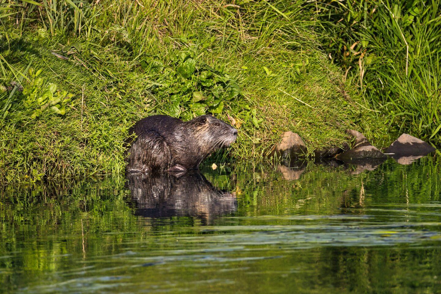 Nutria