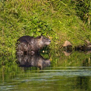 Nutria