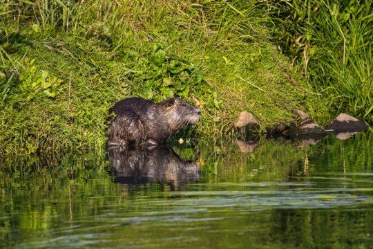 Nutria