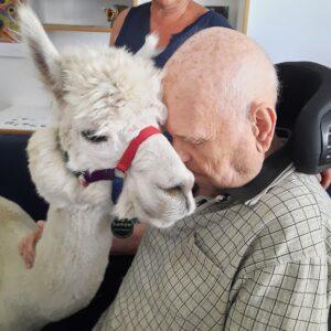 Alpakas Kurt und Samuel besuchen Altenpflegeheim Pfungstadt
