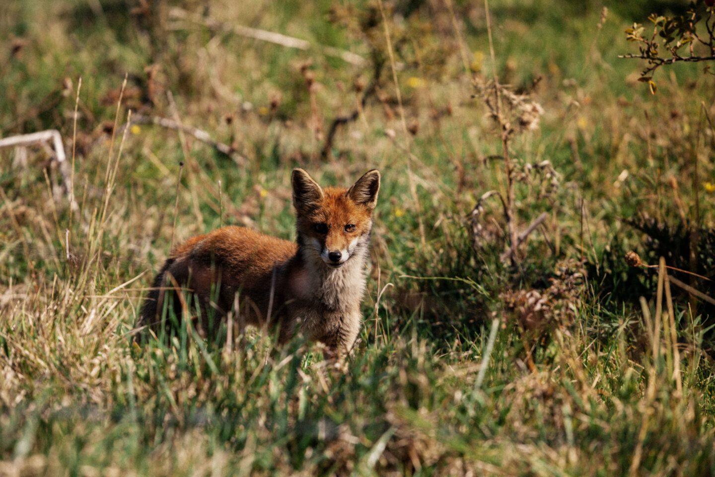 Fuchs