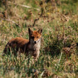 Fuchs