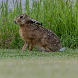 Hase