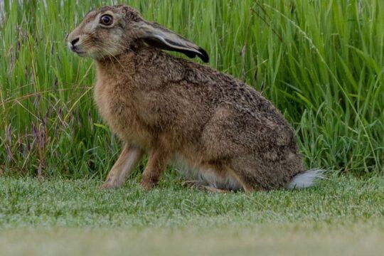 Hase