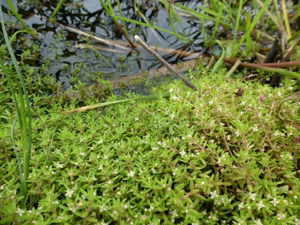 L'aiguillette à fleurs blanches se multiplie rapidement dans les plans d'eau. Photo : Beate Alberternst
