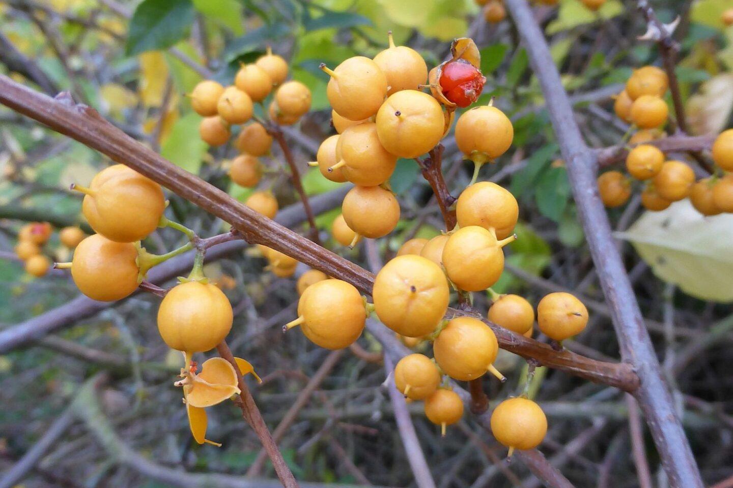 La morelle douce-amère à feuilles rondes envahit rapidement les autres plantes et structures et produit de magnifiques baies rouge orangé. Photo : Beate Alberternst