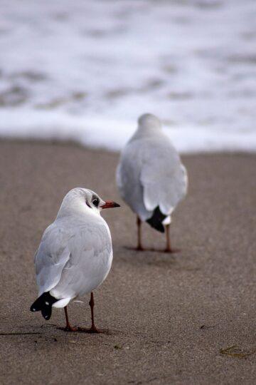 Möwe