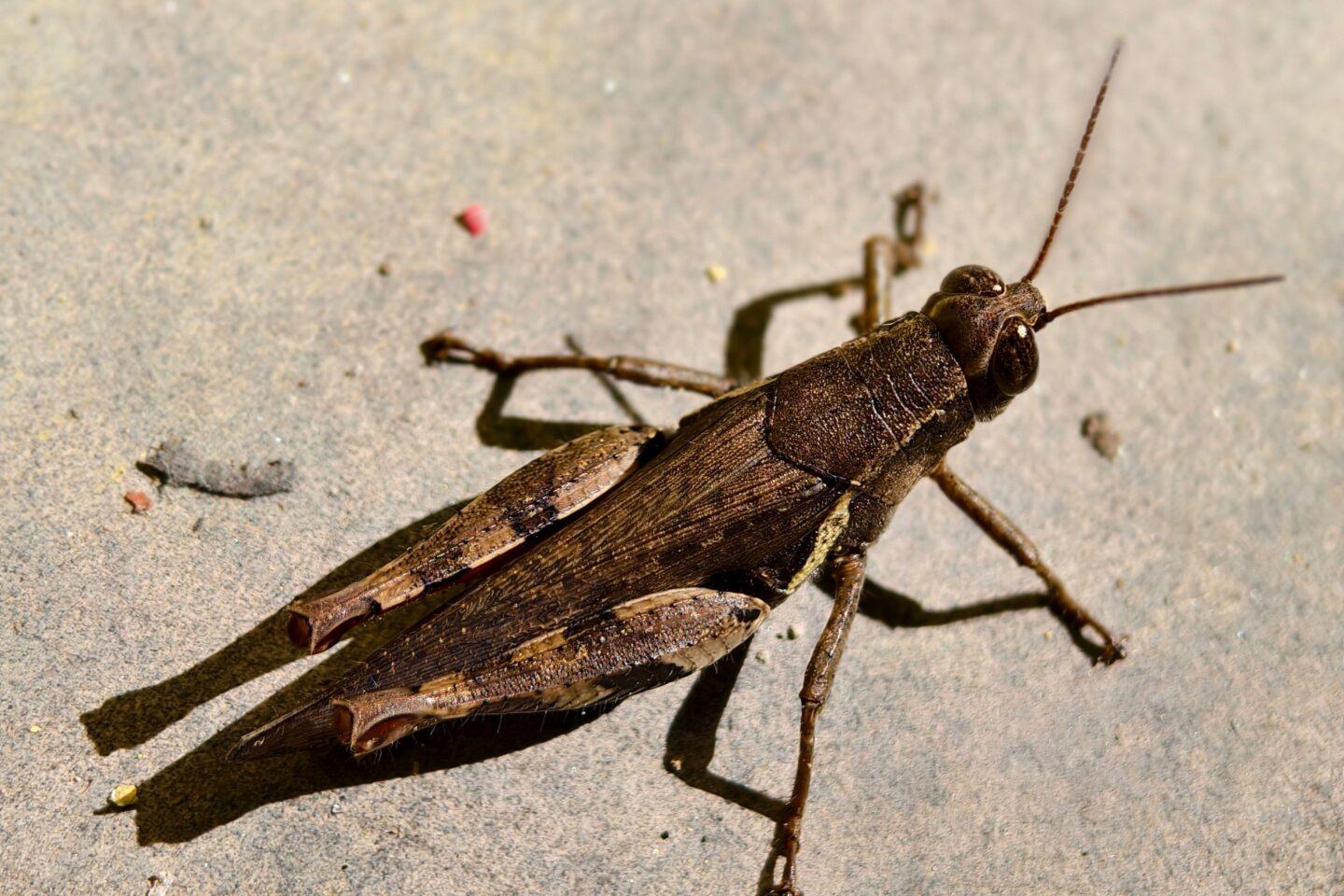 Insekten