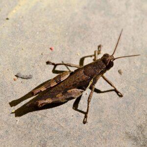 Insekten